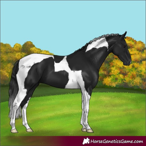 Horse Color:Gray Smoky Black Tobiano 