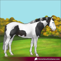Horse Color:Brown Splash Tobiano
