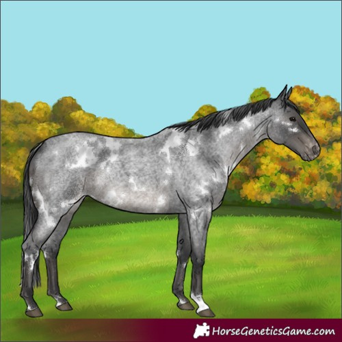 Horse Color:White Spotted Blue Roan Varnish 
