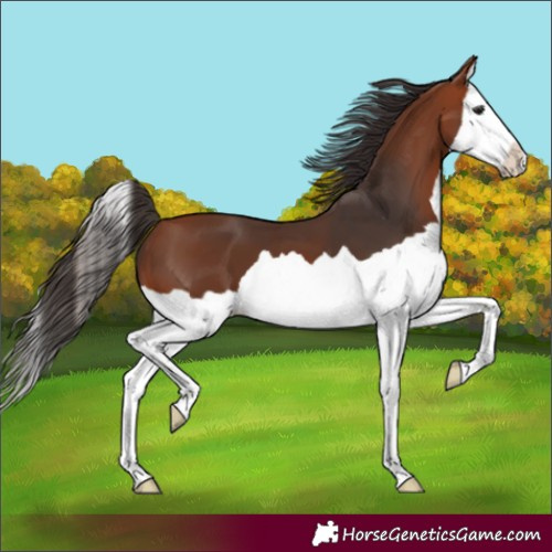 Horse Color:Bay Splash