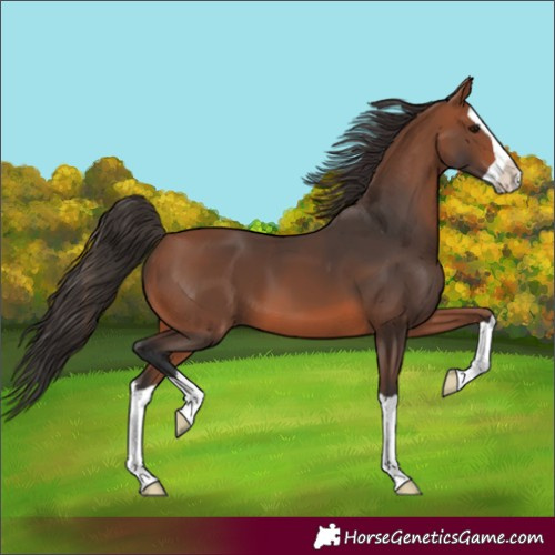 Horse Color:Bay Splash