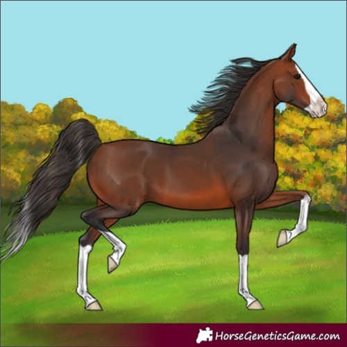 Horse Color:Unknown 