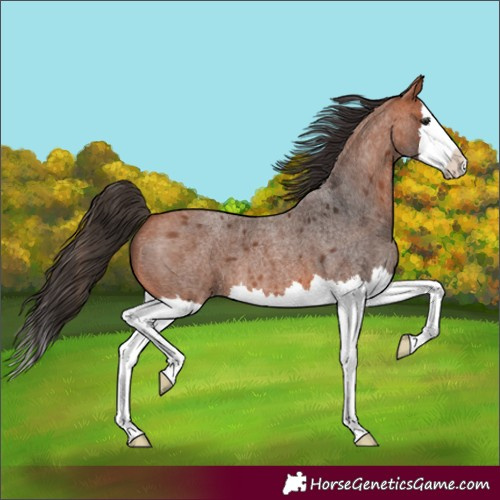 Horse Color:Bay Roan Splash