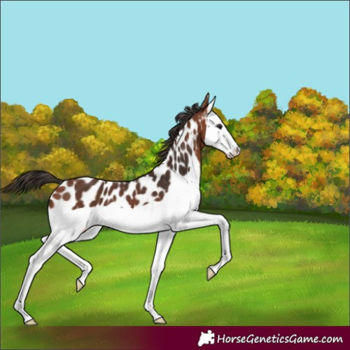 Horse Color:Bay Splash Near Leopard 
