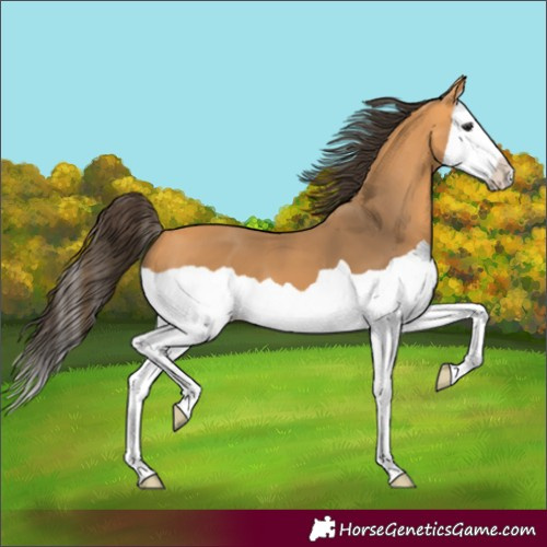 Horse Color:Buckskin Splash