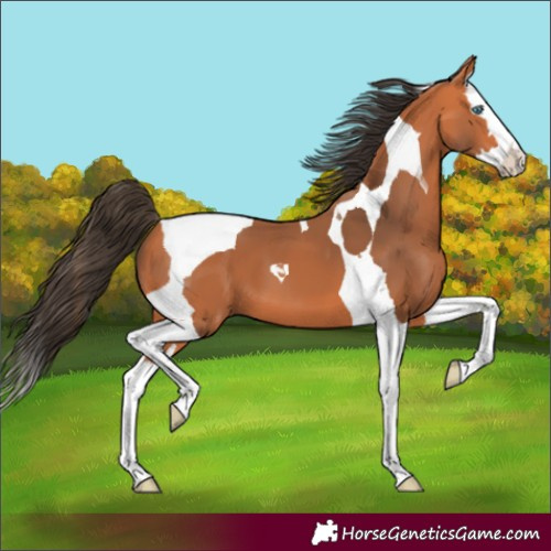 Horse Color:Bay Splash Tobiano