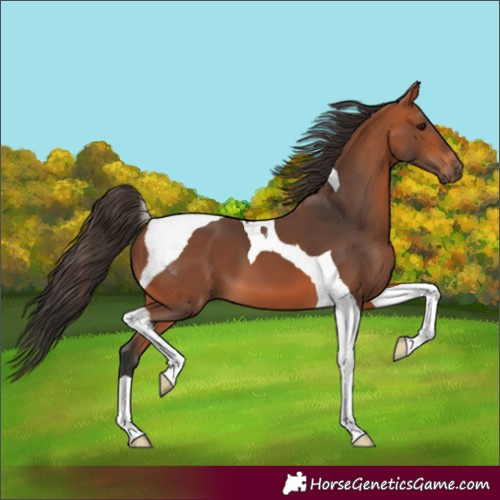 Horse Color:Bay Tobiano 