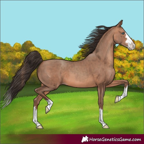 Horse Color:Unknown 
