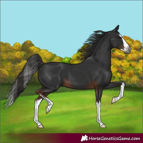 Horse Color:Gray Liver Chestnut Splash