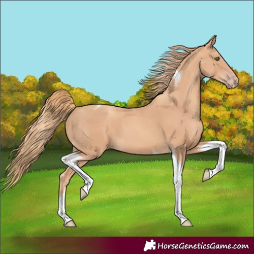 Horse Color:Gold Champagne Tobiano 