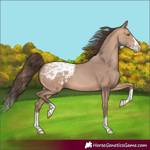 Horse Color:Amber Champagne Splash Blanket