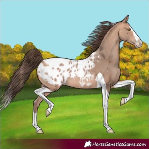 Horse Color:Amber Champagne Splash Tobiano Blanket 