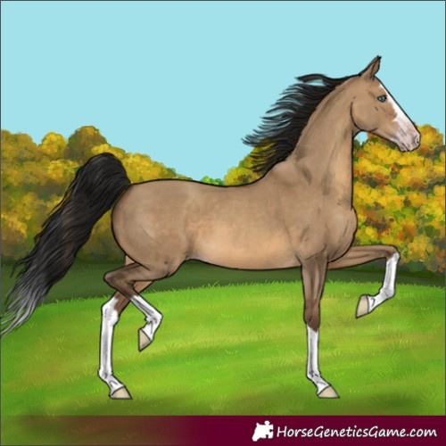 Horse Color:Gray Amber Champagne Dun Splash 