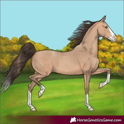 Horse Color:Amber Champagne Splash
