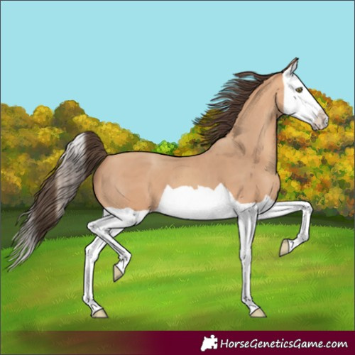 Horse Color:Amber Champagne Splash