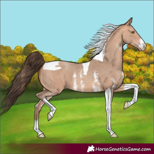 Horse Color:Amber Champagne Sabino Tobiano