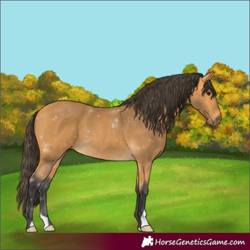 Horse Color:Buckskin
