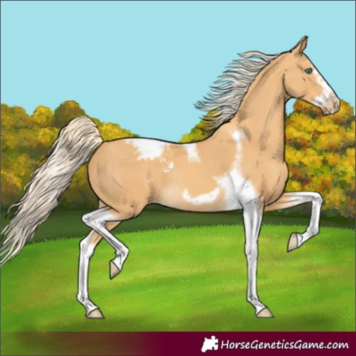 Horse Color:Gold Cream Champagne Splash Tobiano Frame Varnish Rabicano