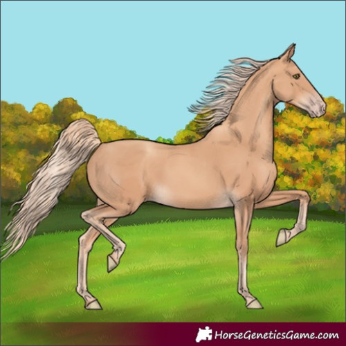 Horse Color:Gold Champagne