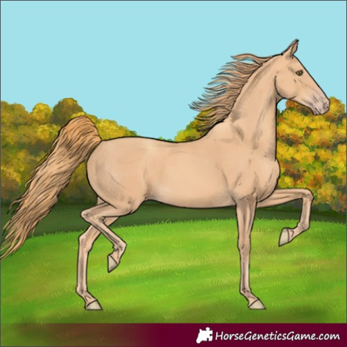 Horse Color:Gold Champagne