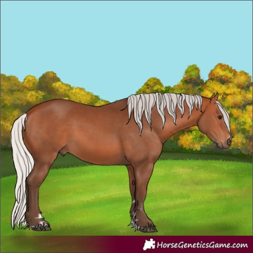 Horse Color:Silver Bay 