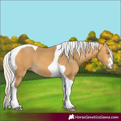 Horse Color:Silver Buckskin Tobiano