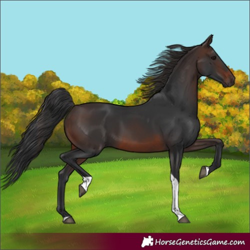 Horse Color:Brown Tobiano Rabicano 