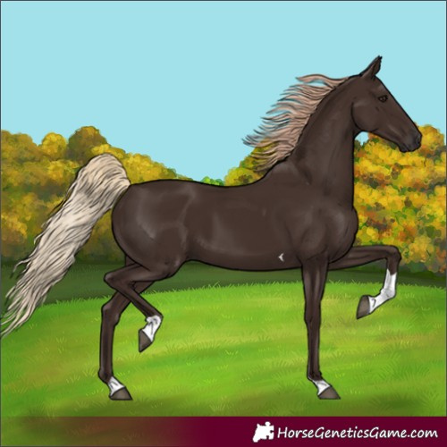 Horse Color:Liver Chestnut Tobiano