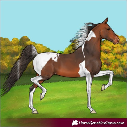 Horse Color:Bay Tobiano Blanket