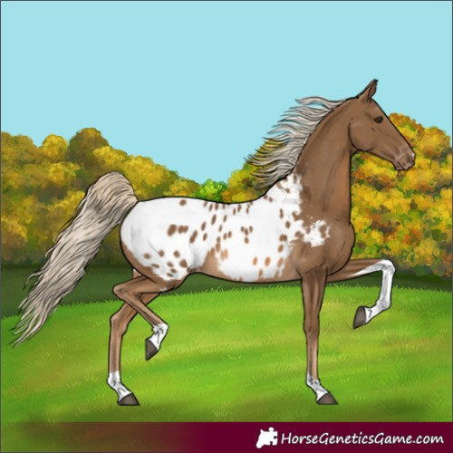 Horse Color:Chocolate Palomino Tobiano Blanket 