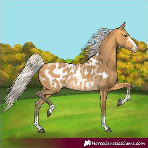 Horse Color:Silver Buckskin Blanket