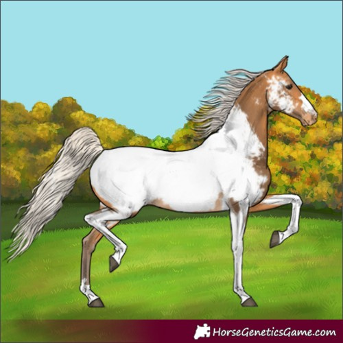 Horse Color:Silver Buckskin Tobiano Near Fewspot 