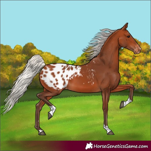 Horse Color:Silver Bay Tobiano Blanket 