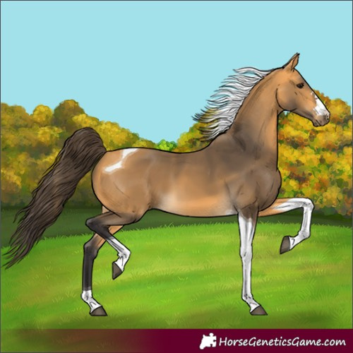 Horse Color:Buckskin Tobiano