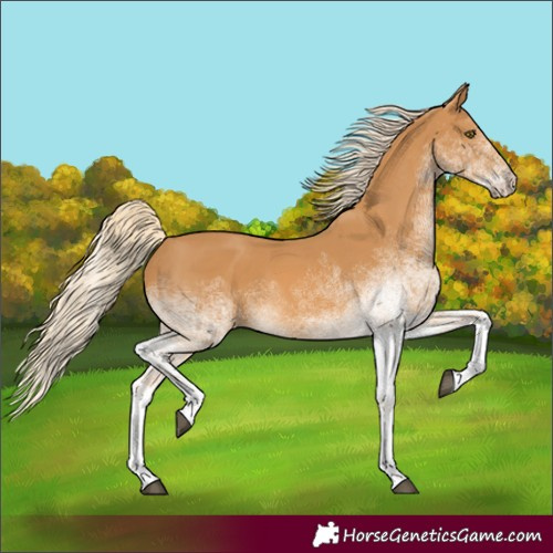 Horse Color:White Spotted Palomino 