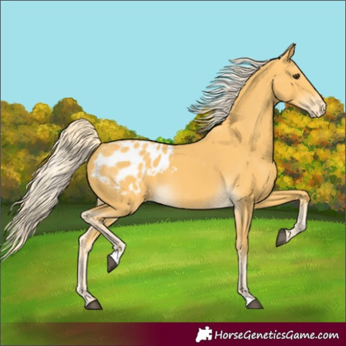 Horse Color:Palomino Blanket 