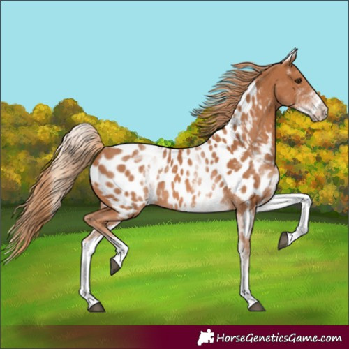 Horse Color:White Spotted Chestnut Near Leopard 