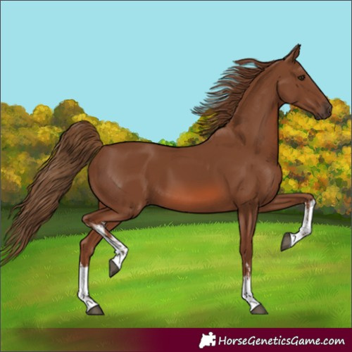 Horse Color:White Spotted Chestnut