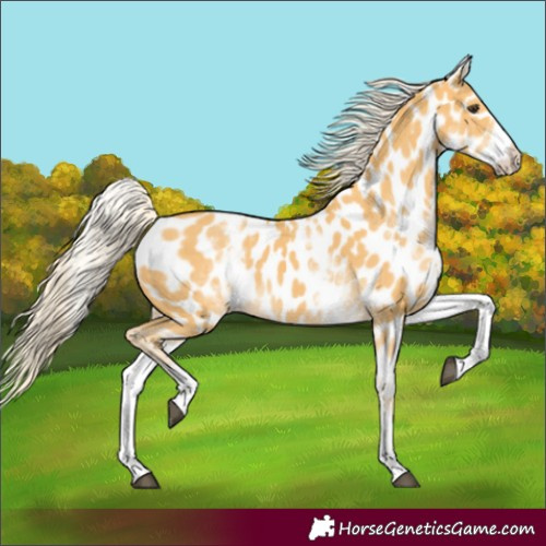 Horse Color:White Spotted Palomino Near Leopard 