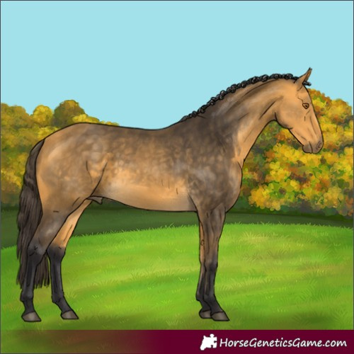 Horse Color:Buckskin 