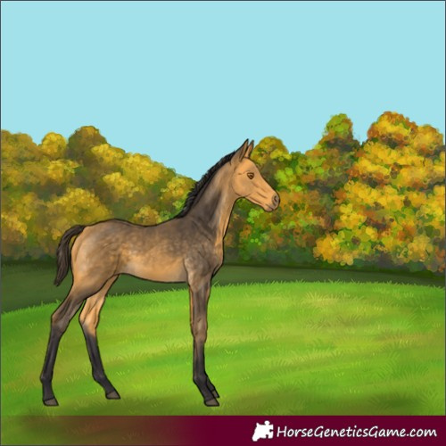 Horse Color:Buckskin