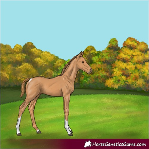 Horse Color:Chestnut Tobiano 