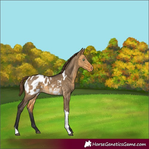 Horse Color:Buckskin Dun Tobiano Appaloosa 