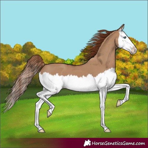 Horse Color:Red Dun Splash