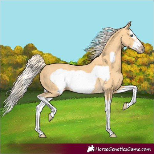 Horse Color:Palomino Splash Frame