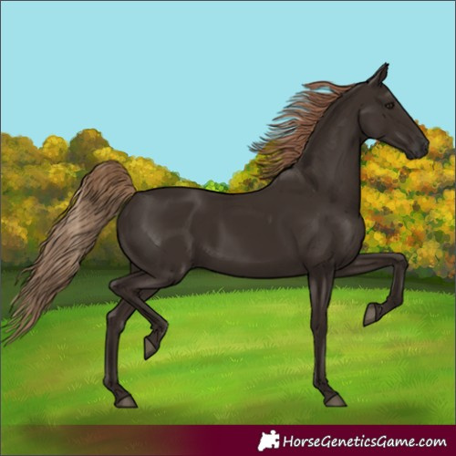 Horse Color:Unknown