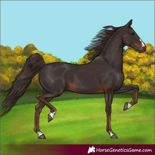 Horse Color:Liver Chestnut 