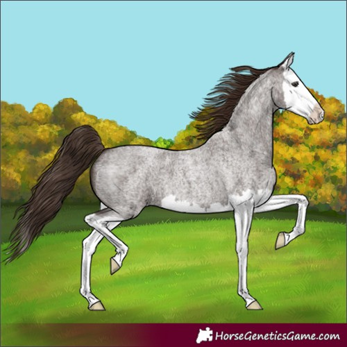 Horse Color:Liver Red Roan Splash 
