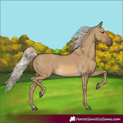 Horse Color:Chocolate Palomino Dun Rabicano 