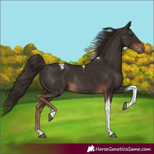 Horse Color:Unknown 